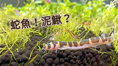 蛇魚好養嗎|水族 蛇魚 該注意什麼求助